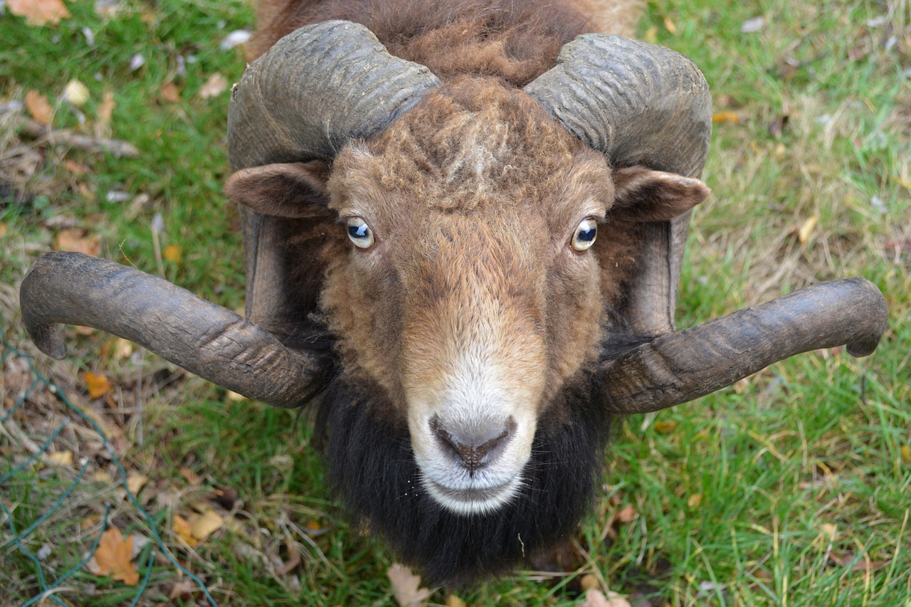 sheep horns animal free photo