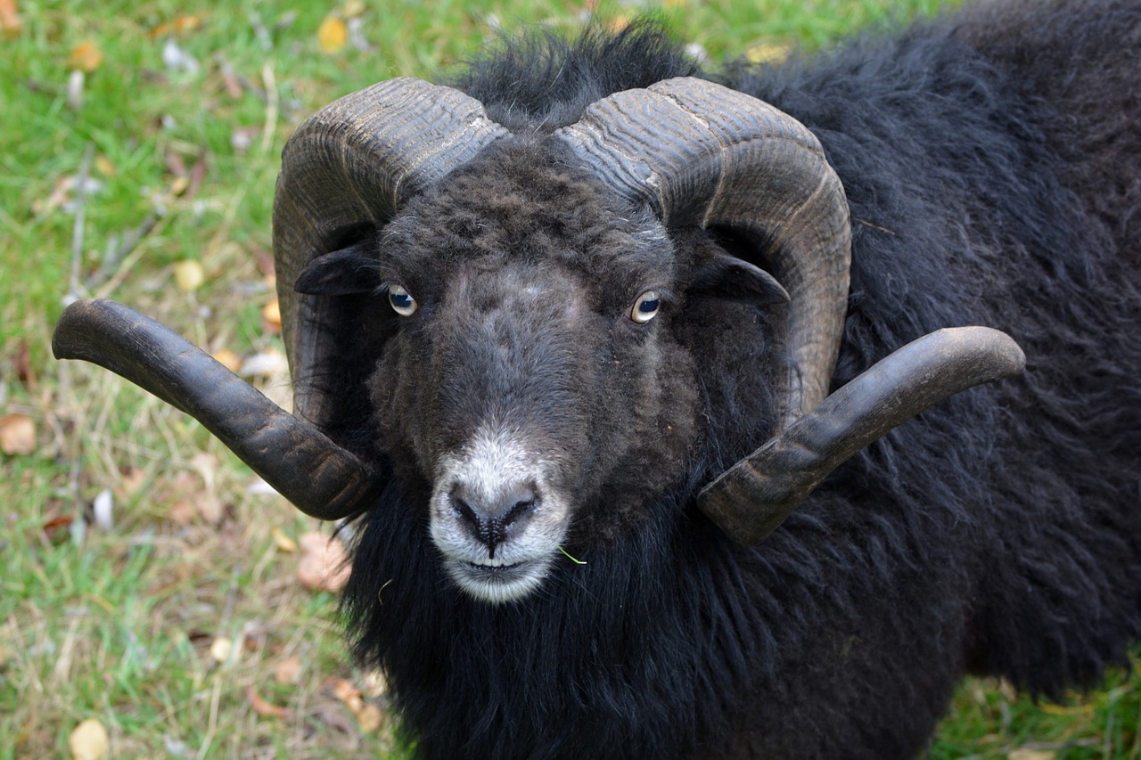 sheep horns animal free photo