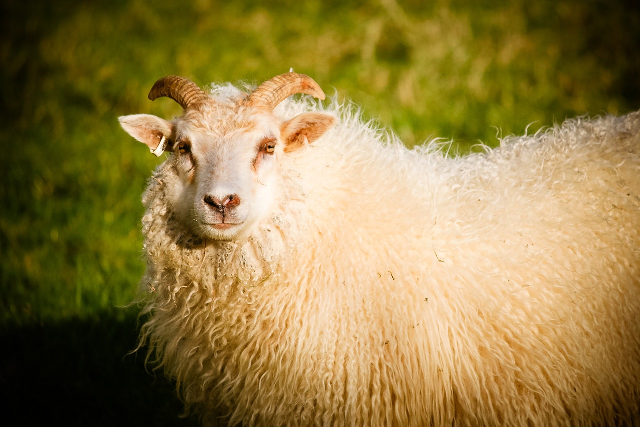 sheep ram lamb free photo