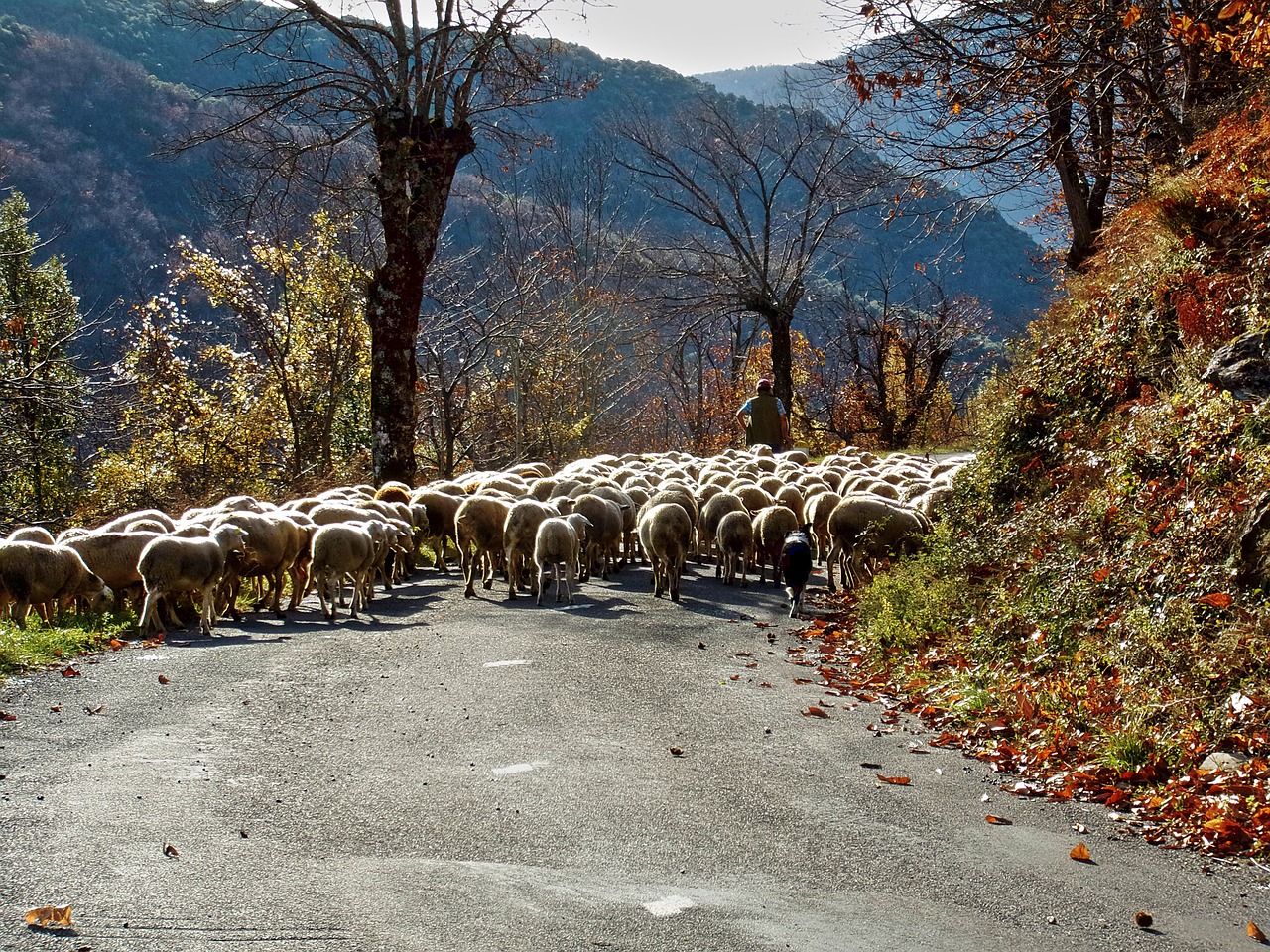 sheep berger herd free photo