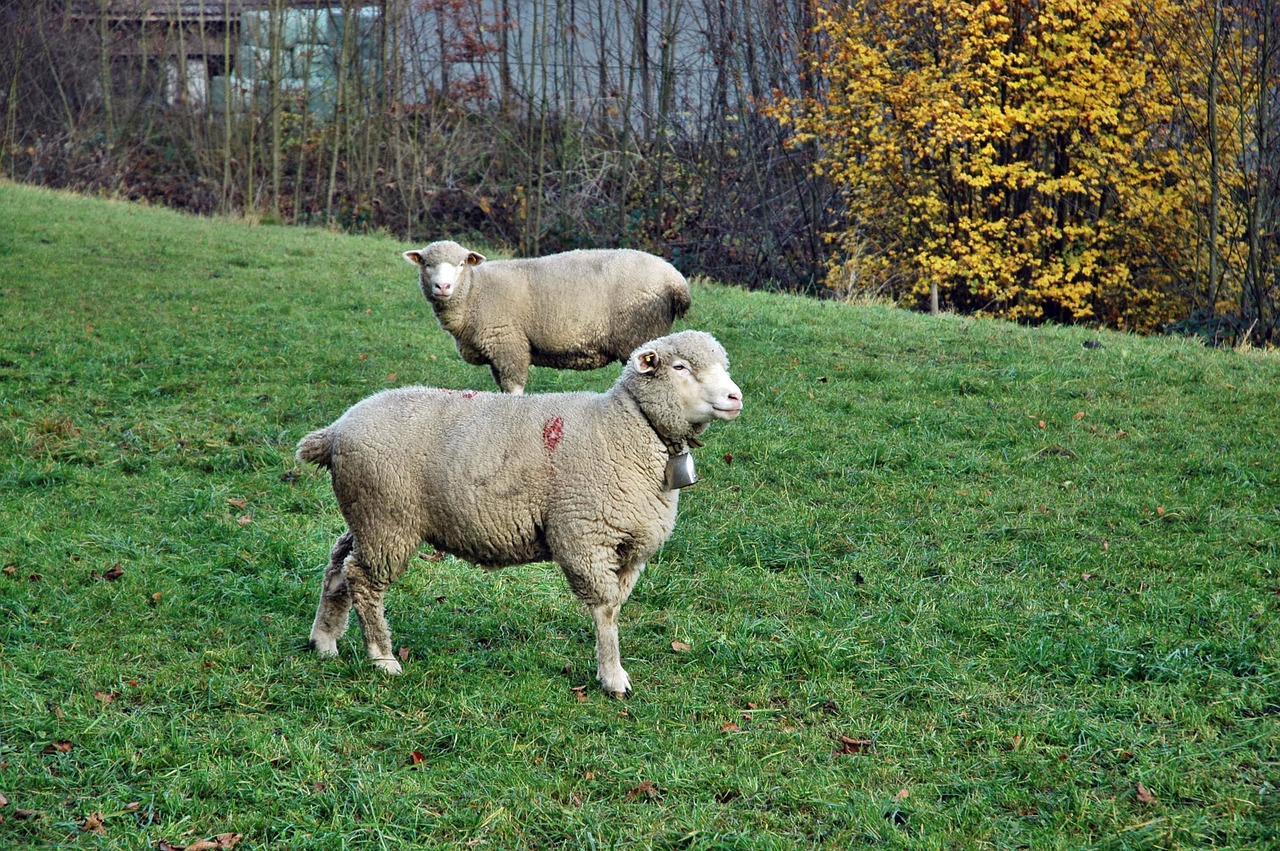 sheep pasture livestock free photo