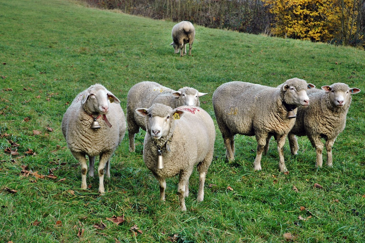 sheep flock of sheep pasture free photo