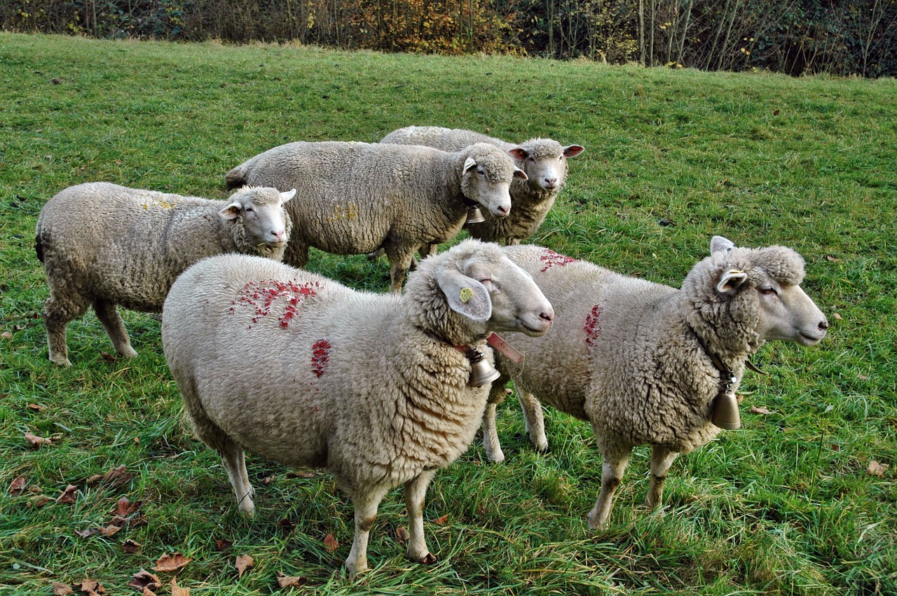 sheep flock of sheep pasture free photo