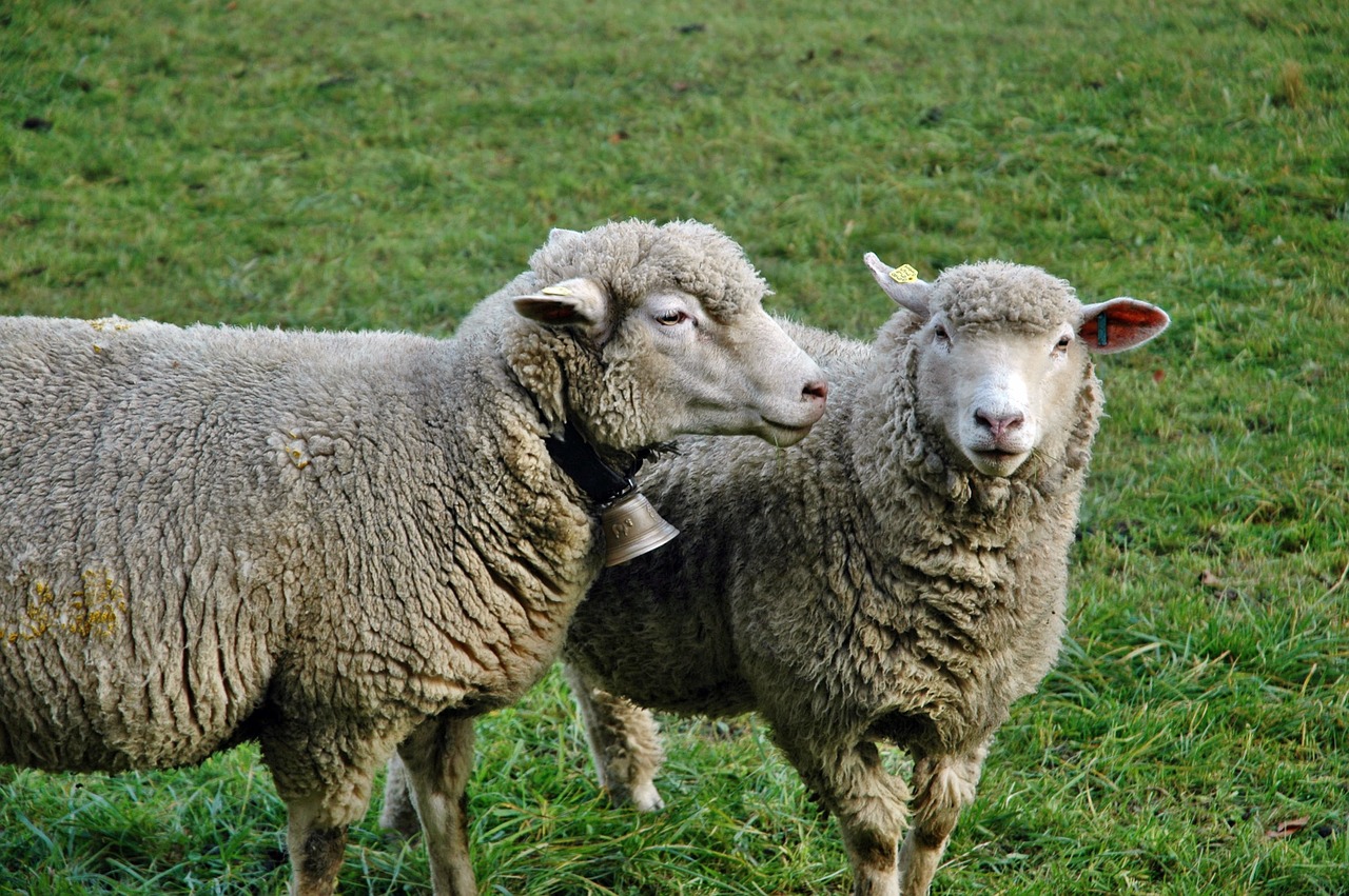 sheep pasture livestock free photo