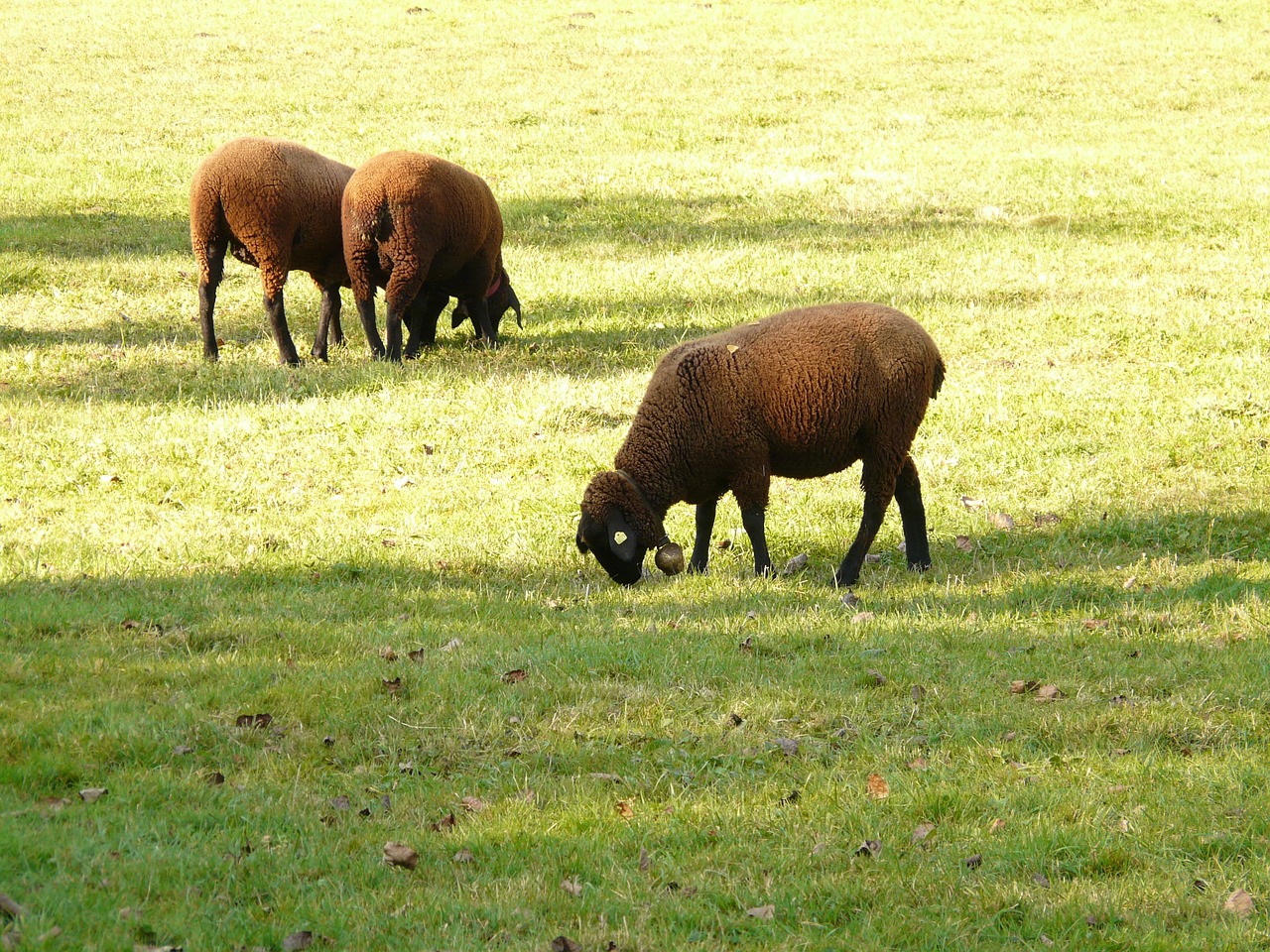 sheep schwarzbraunes bergschaf jura sheep free photo