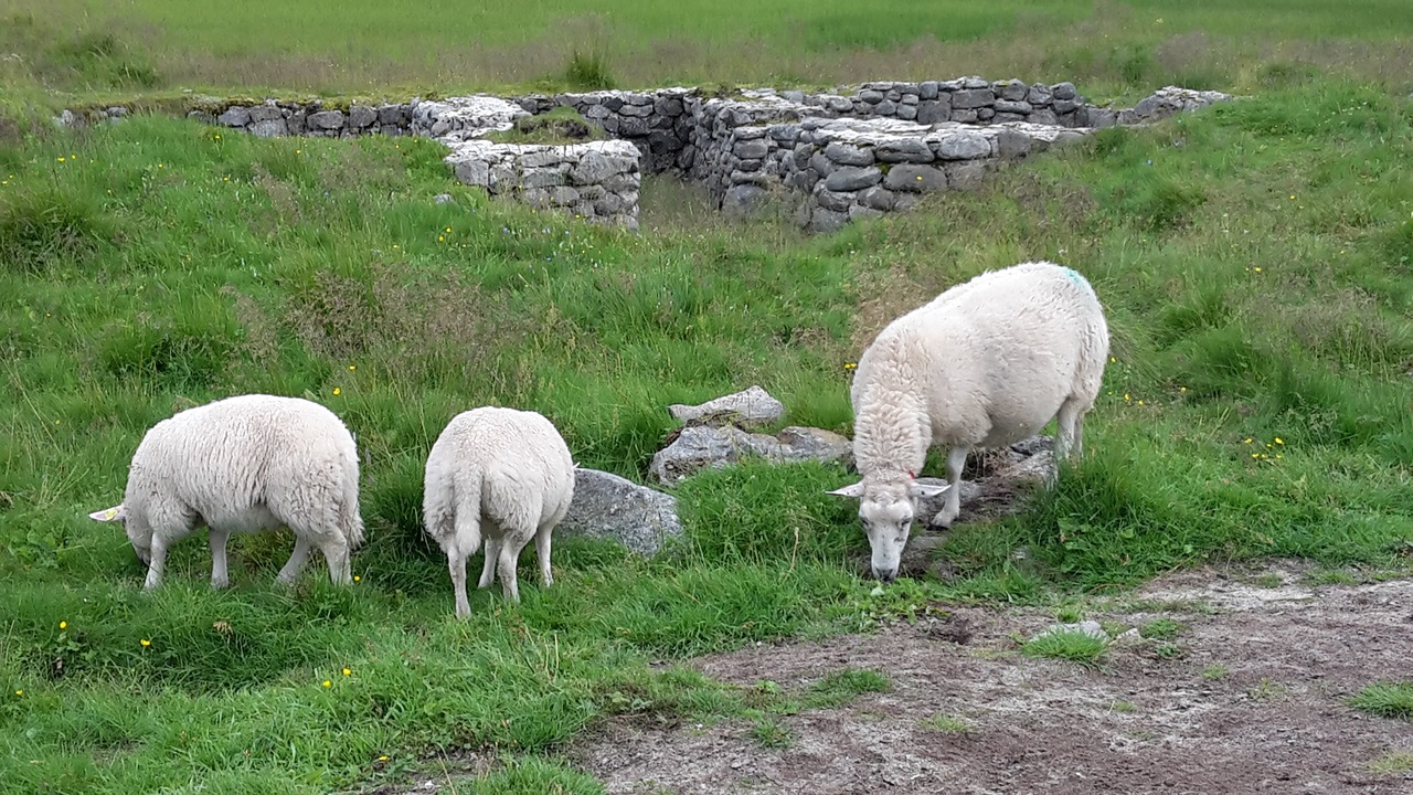 sheep nature landscapes free photo