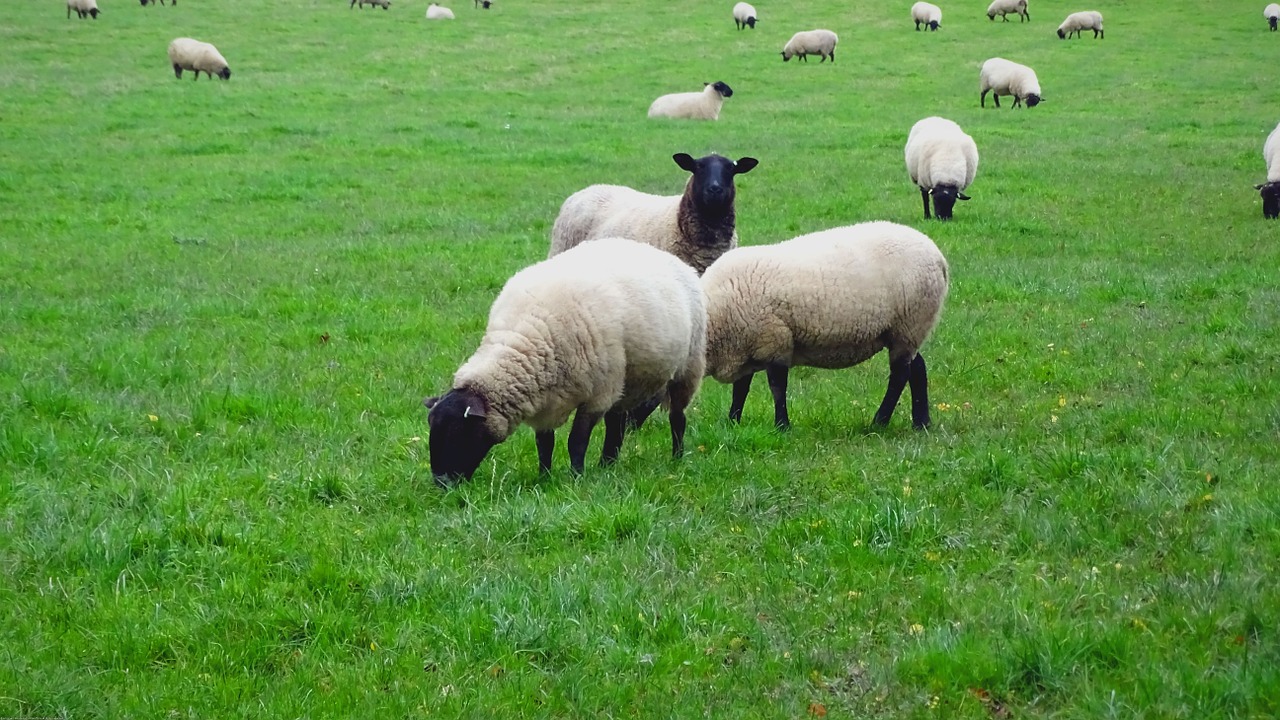 sheep grass field free photo