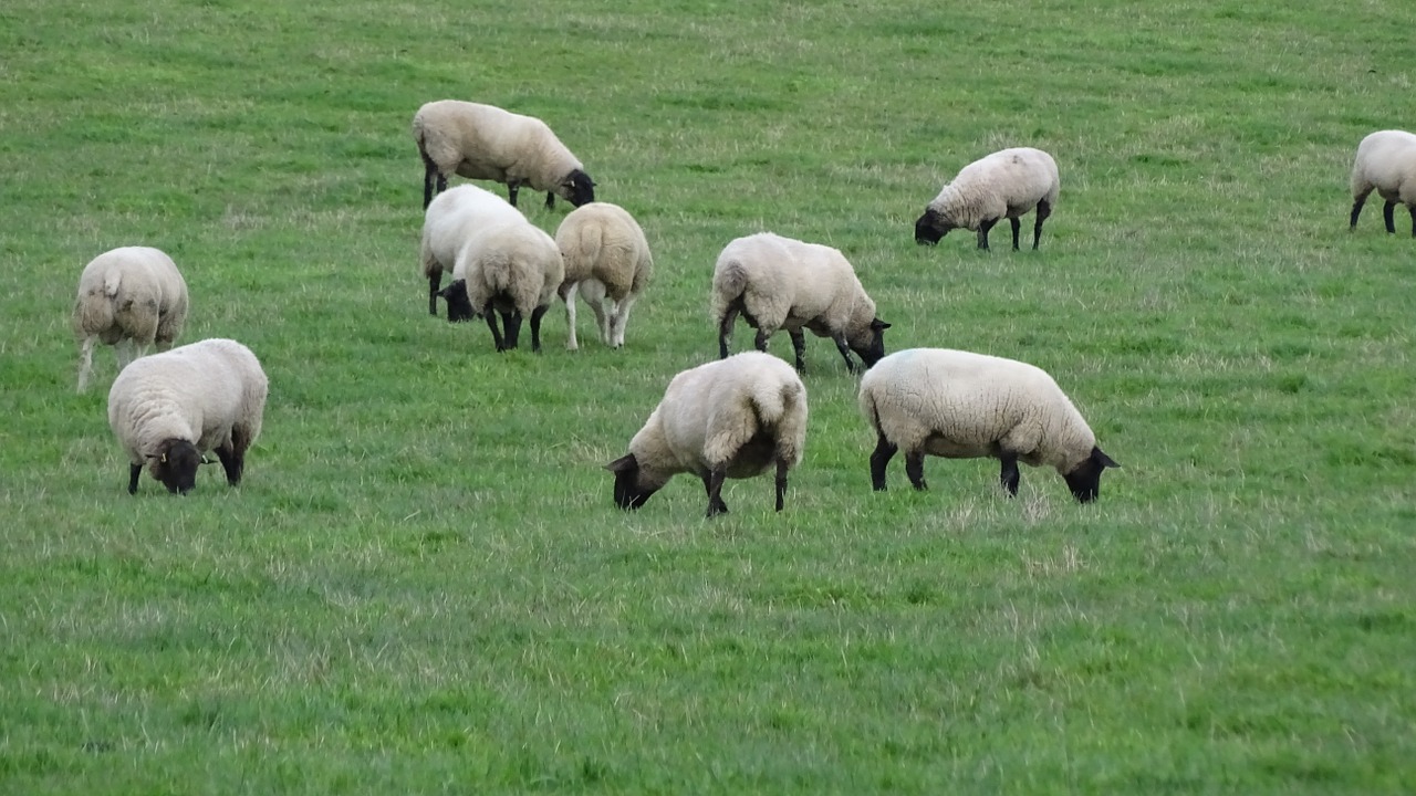 sheep grass field free photo