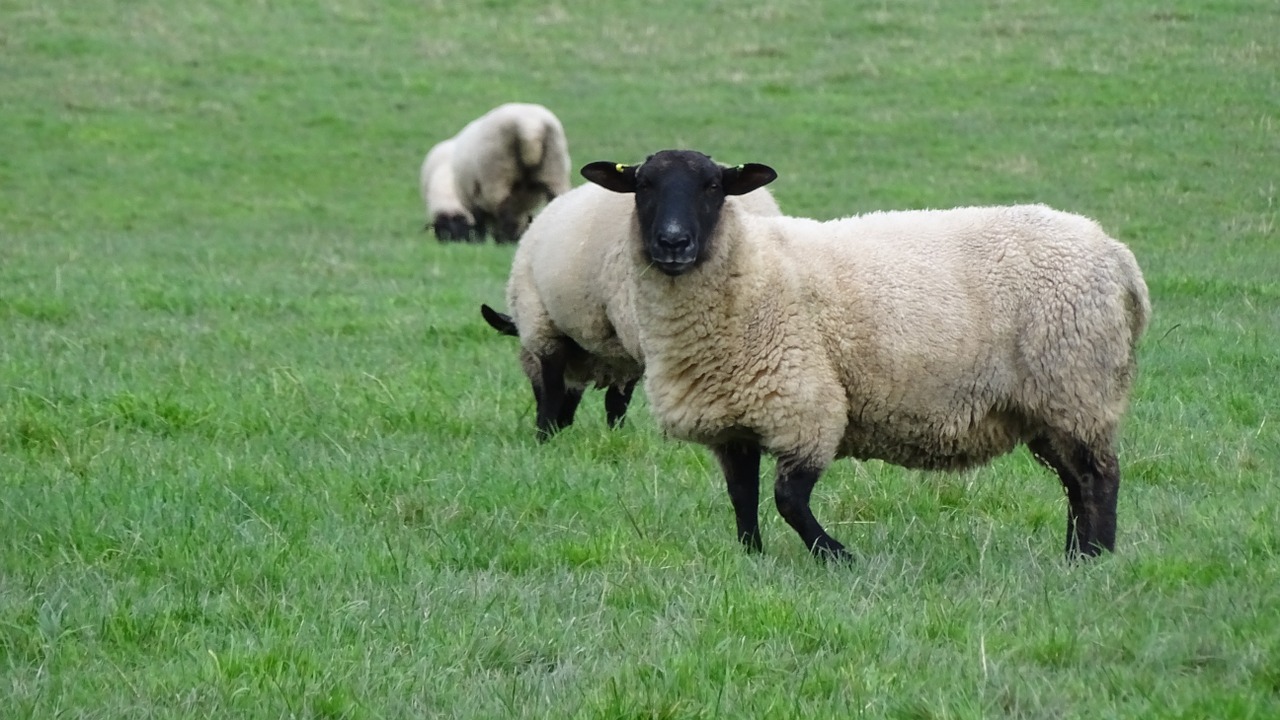 sheep grass field free photo