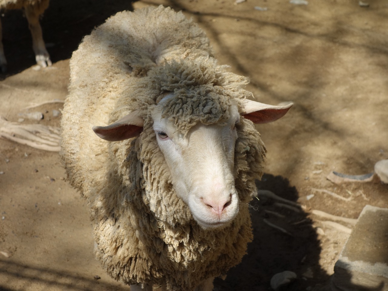 sheep petting zoo free pictures free photo