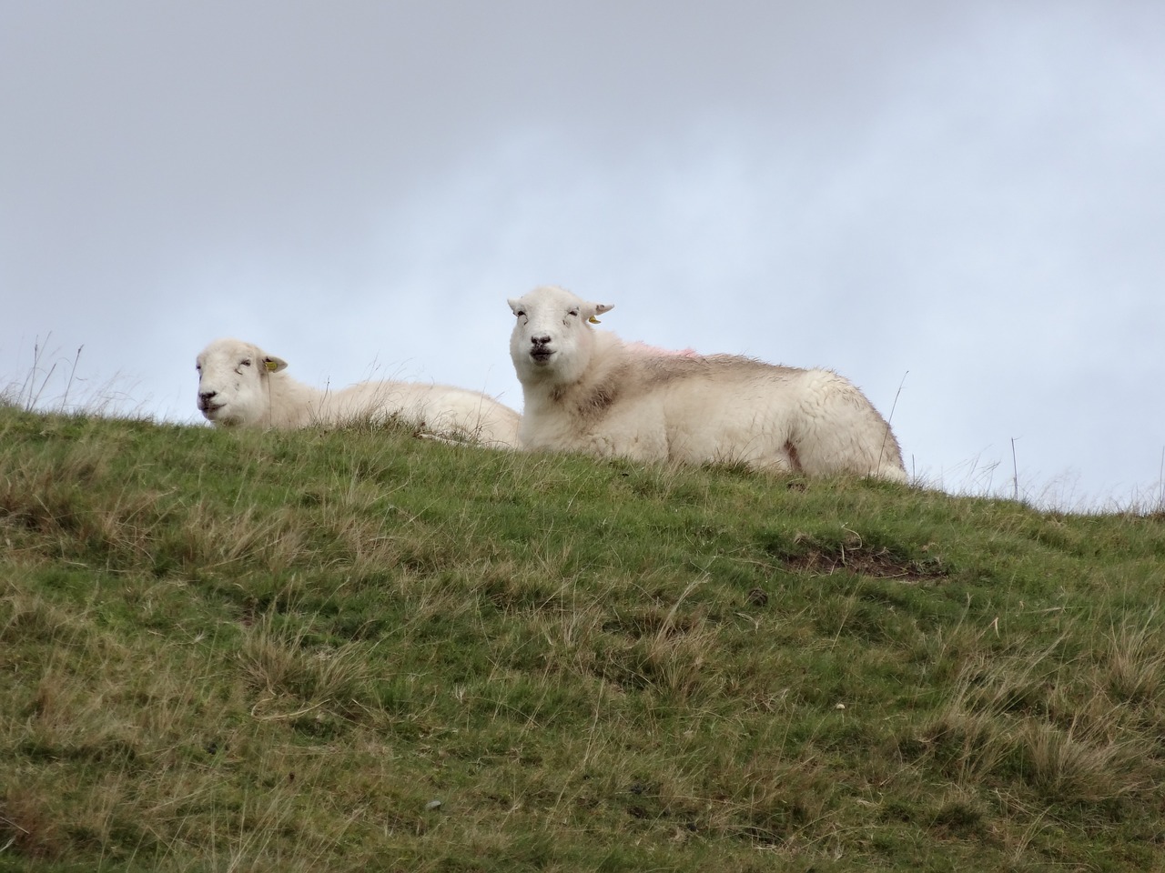 sheep wales lamb free photo