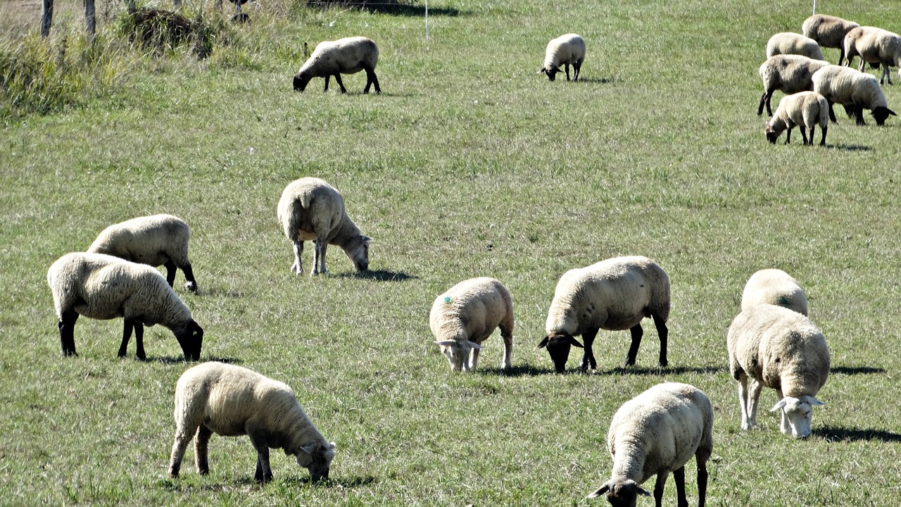 sheep pasture meadow free photo