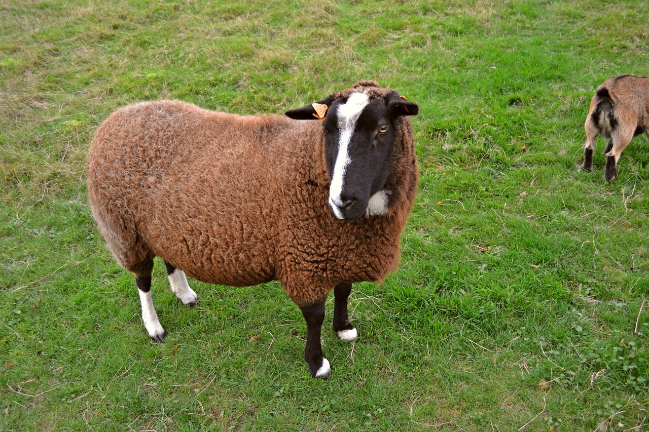 sheep ungulate mammal free photo