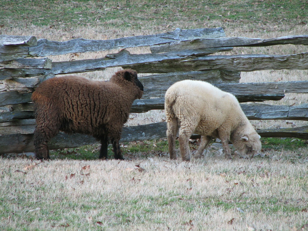 sheep flock of sheep animal free photo