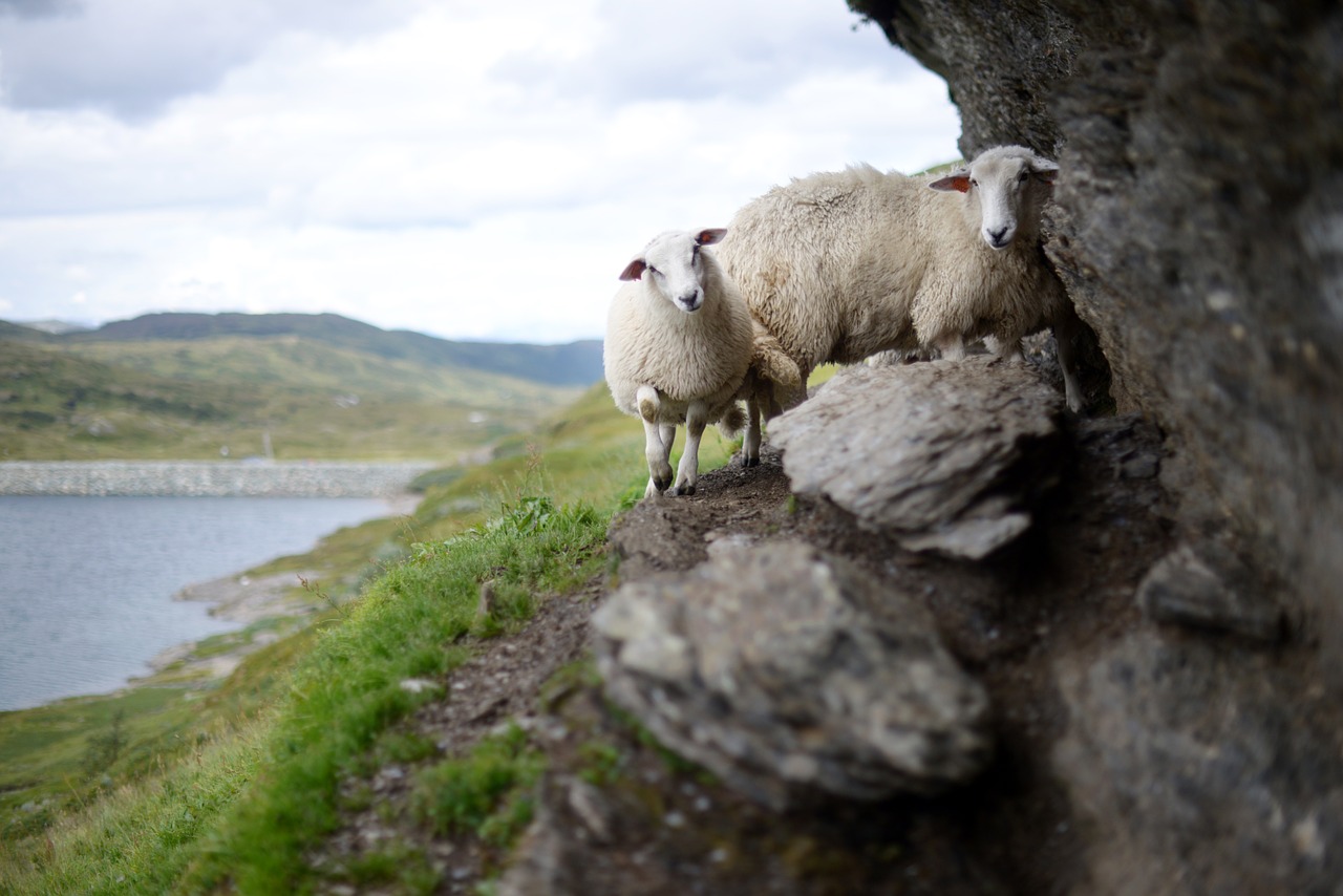 sheep norway high landscape free photo