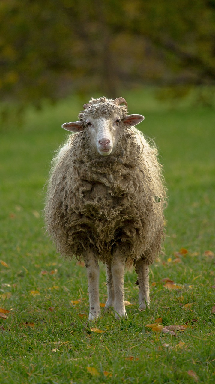 sheep lamb pets free photo