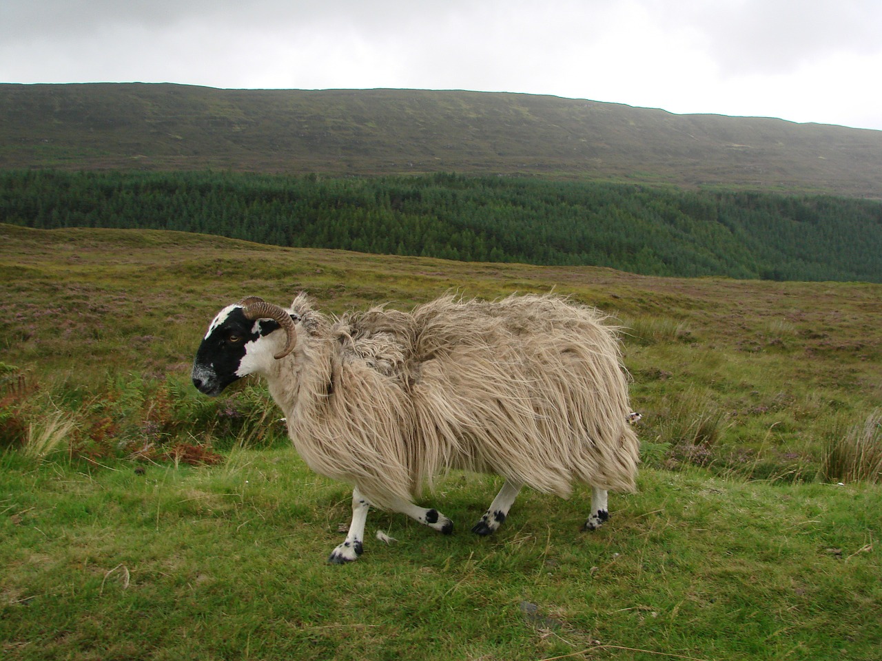 sheep livestock scotland free photo