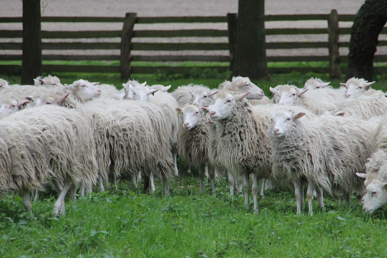 sheep heide moorschnucke