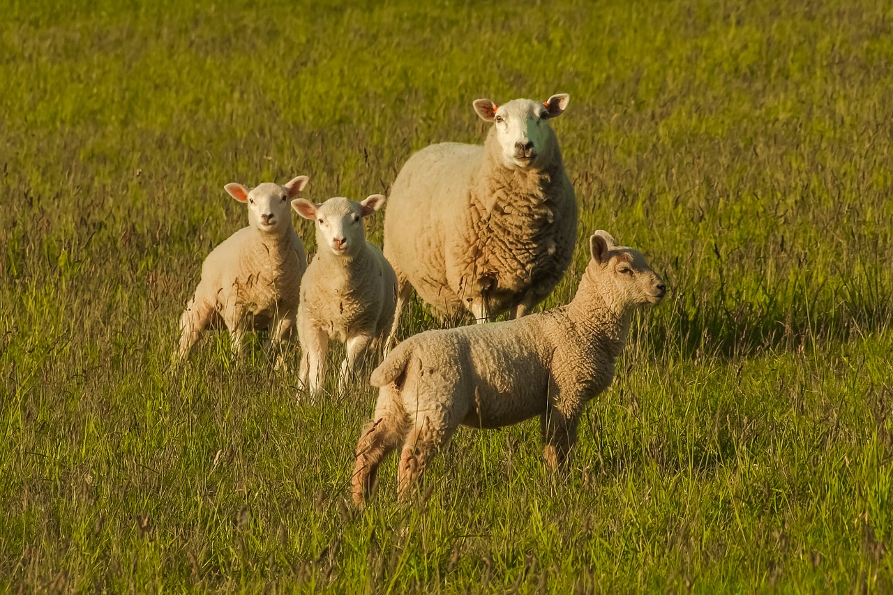 sheep nature animals free photo