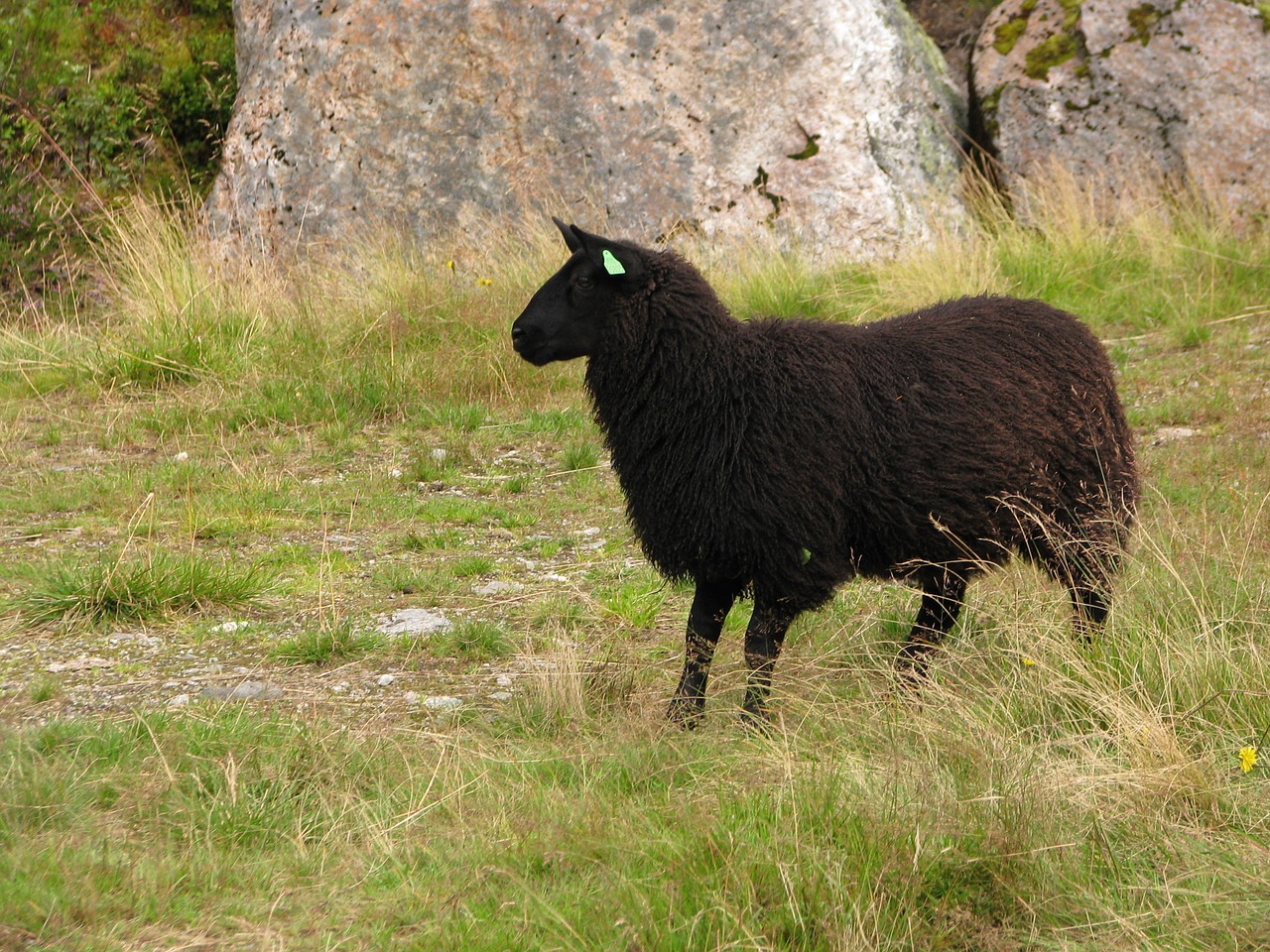 sheep black sheep animal free photo