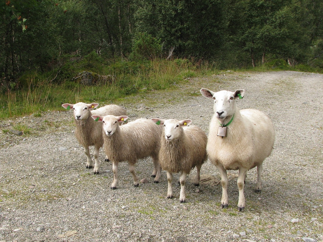 sheep lamb livestock free photo