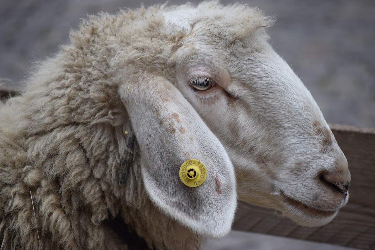 sheep animal lana free photo