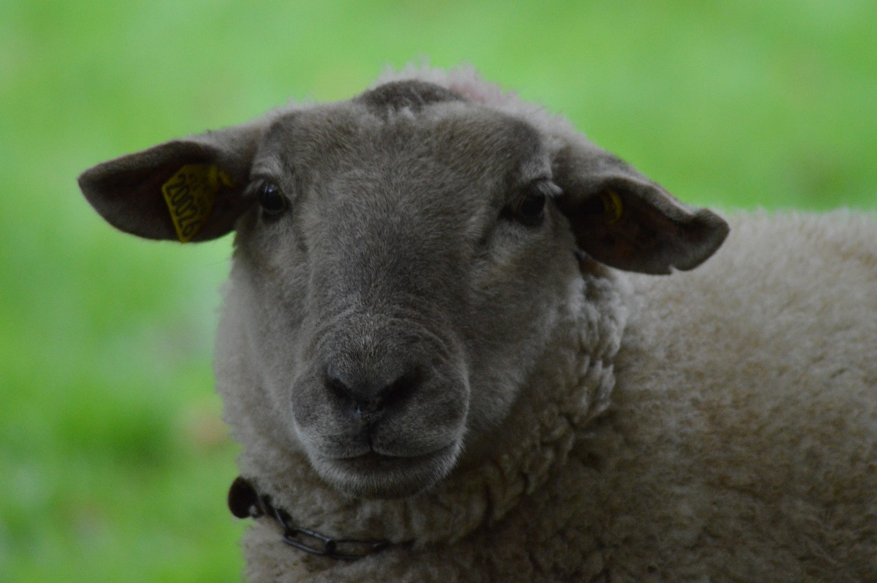 sheep ovine animal free photo