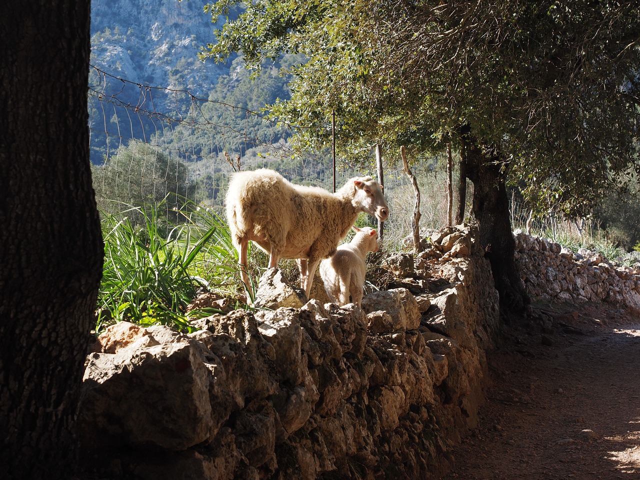 sheep away dry stone wall free photo