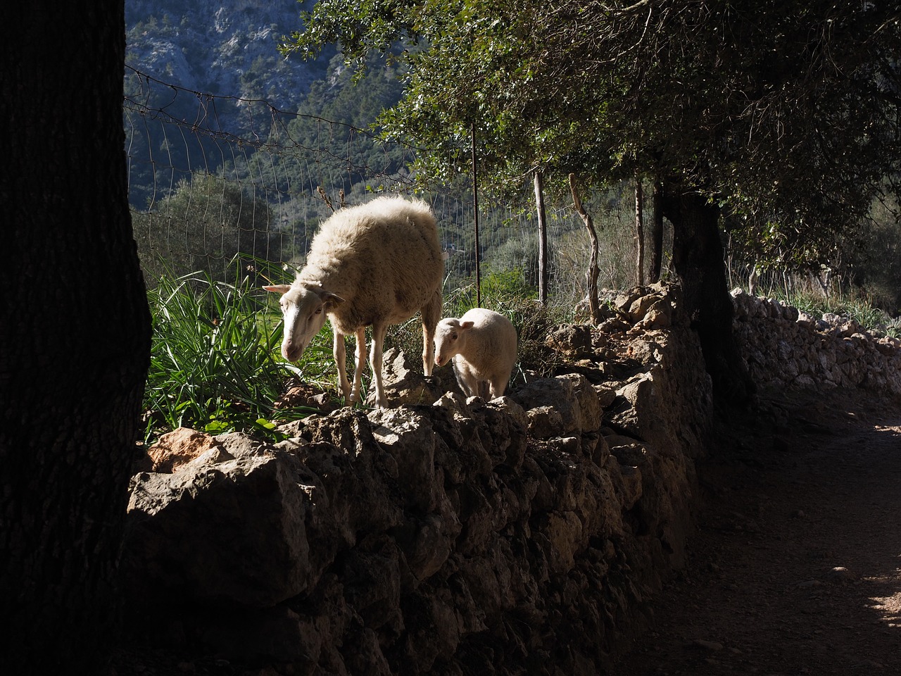 sheep away dry stone wall free photo