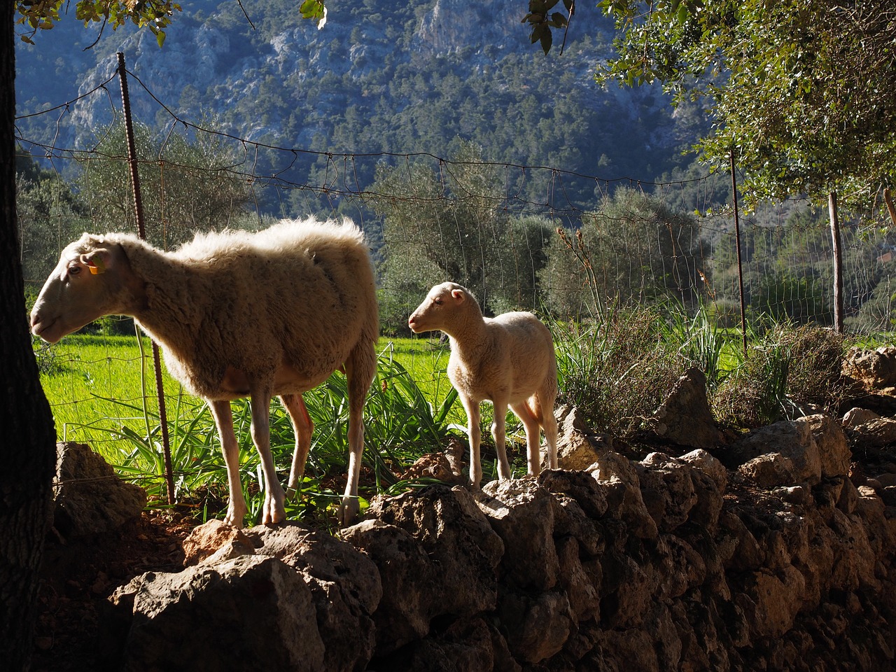 sheep away dry stone wall free photo