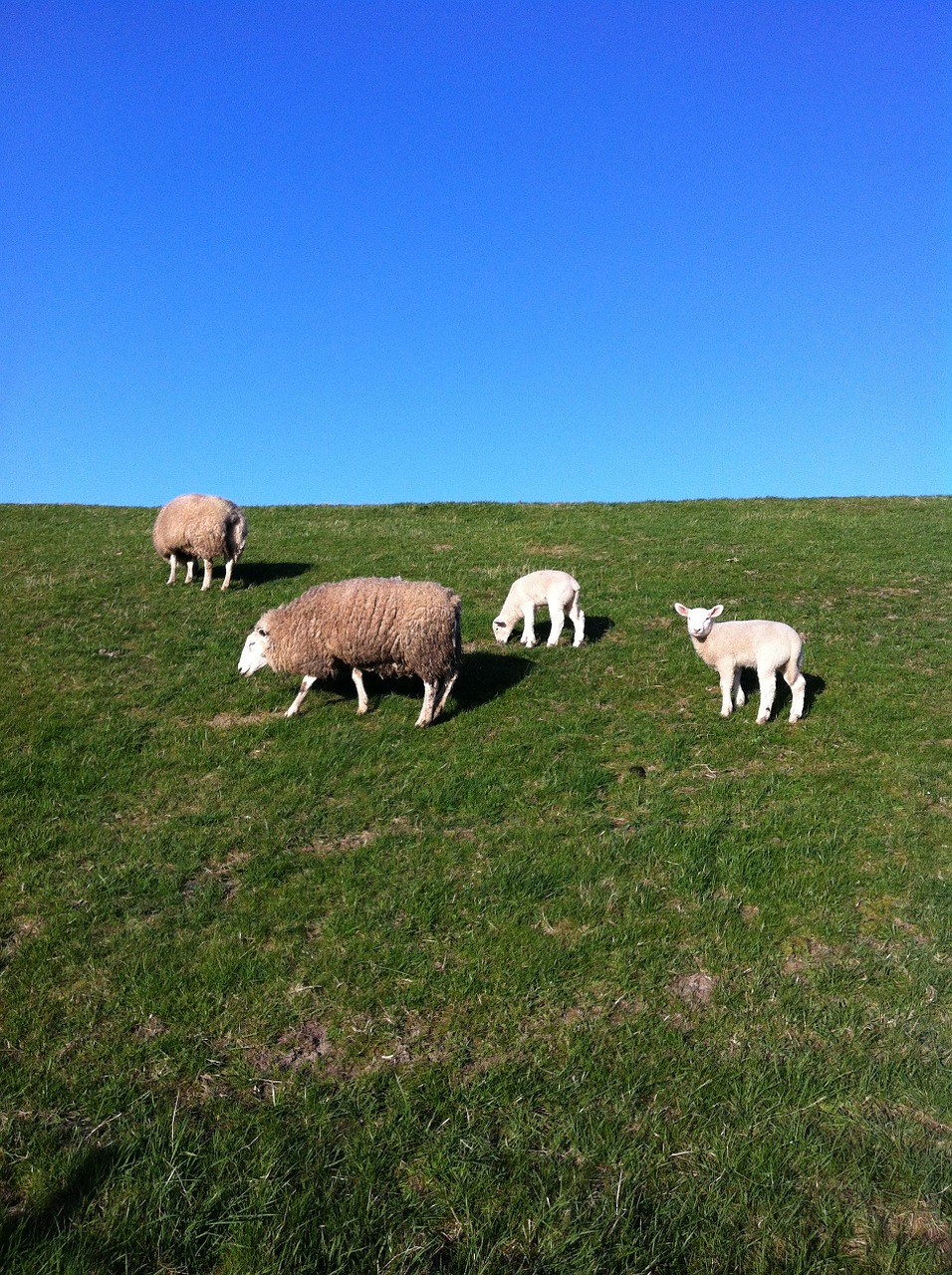 sheep dike deichschaf free photo