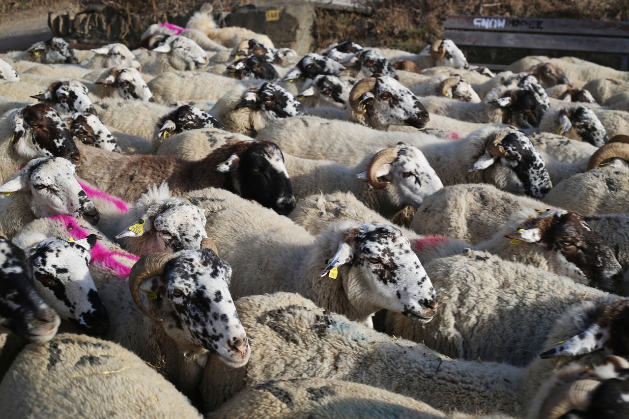 sheep flock pastor free photo