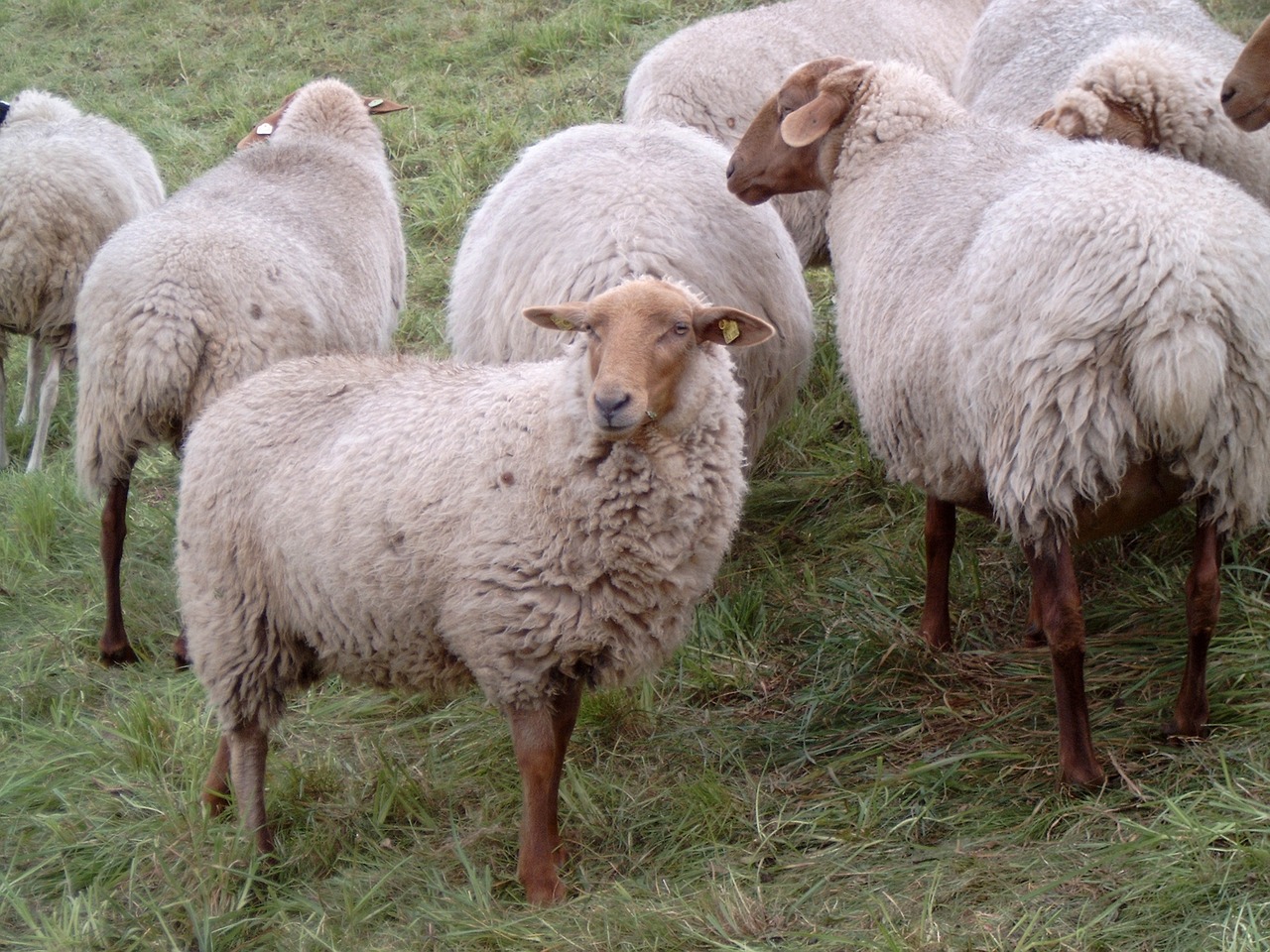 sheep east frisia dike free photo