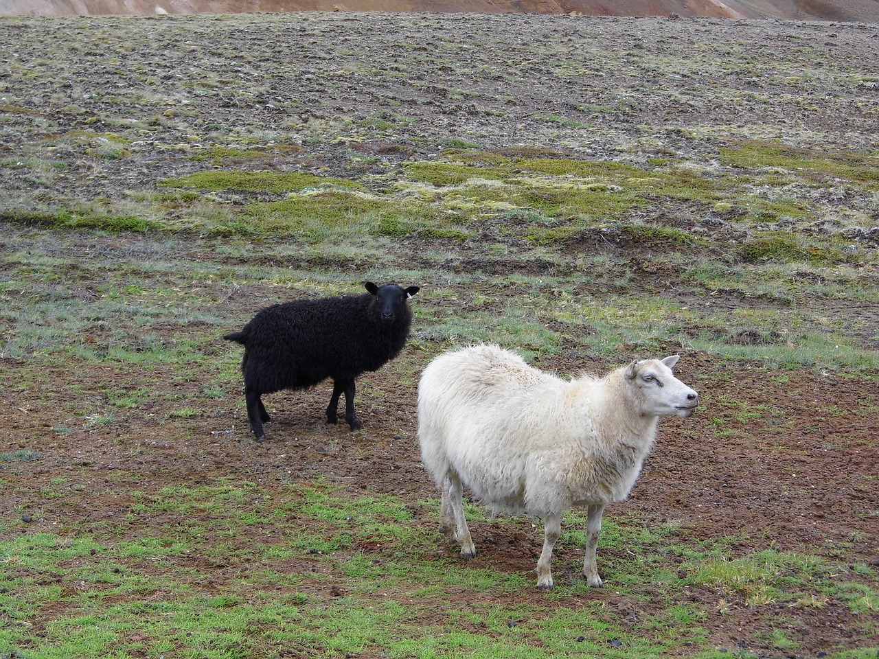 sheep animals farm free photo