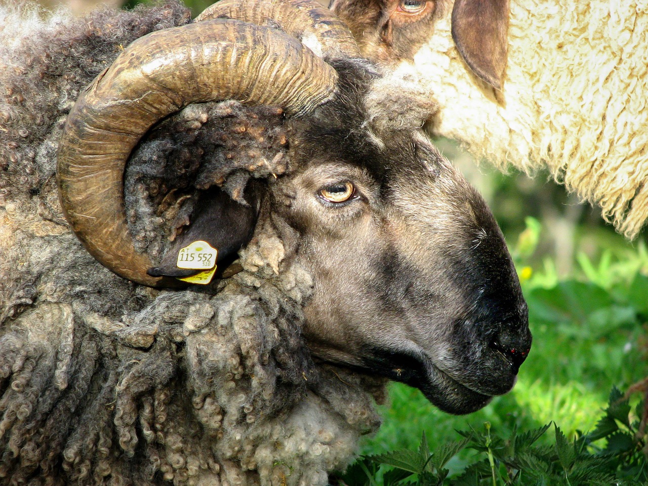 sheep aries ram free photo
