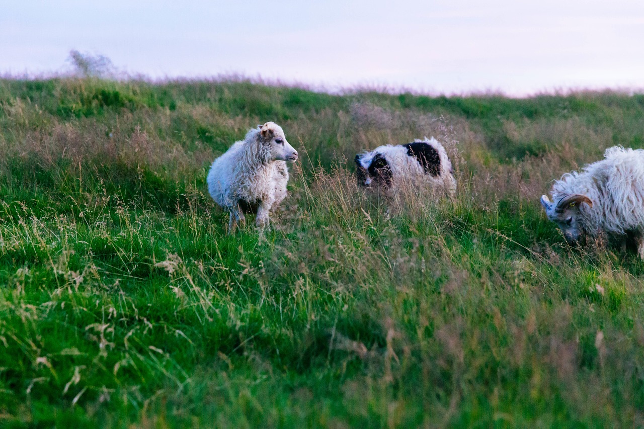 sheep grass field livestock free photo