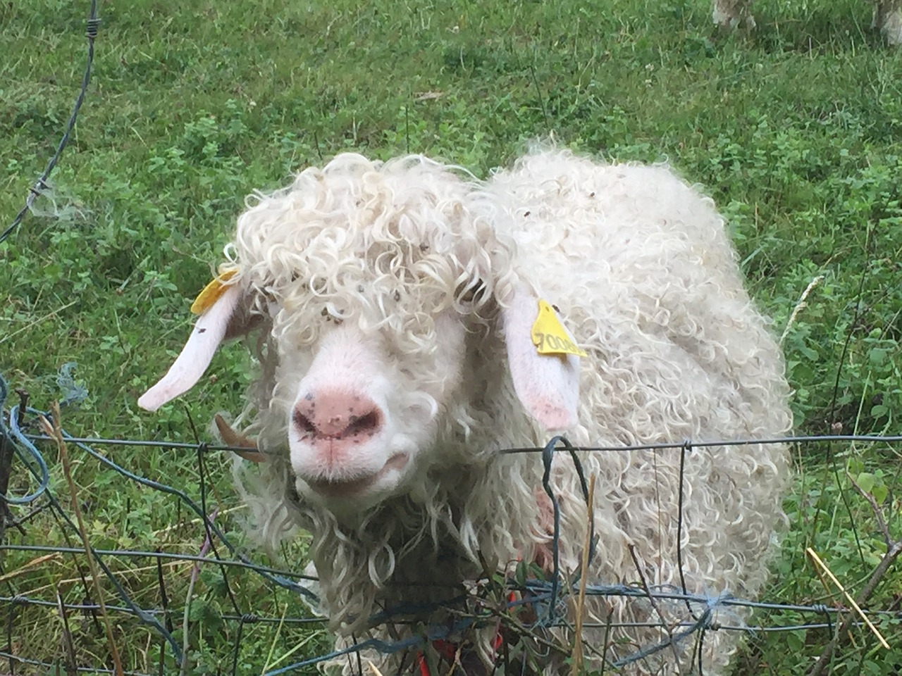 sheep meadow france free photo