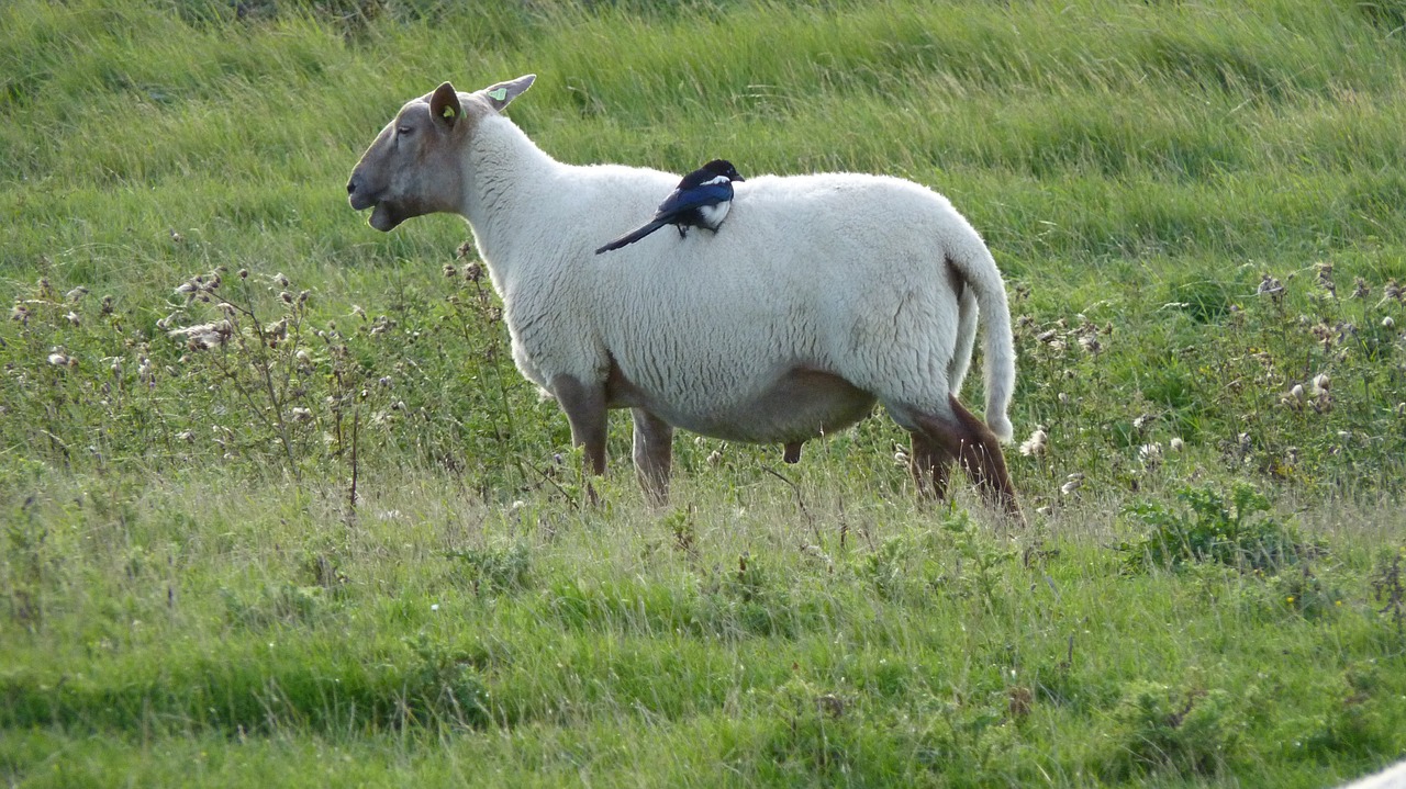 sheep bird meadow free photo