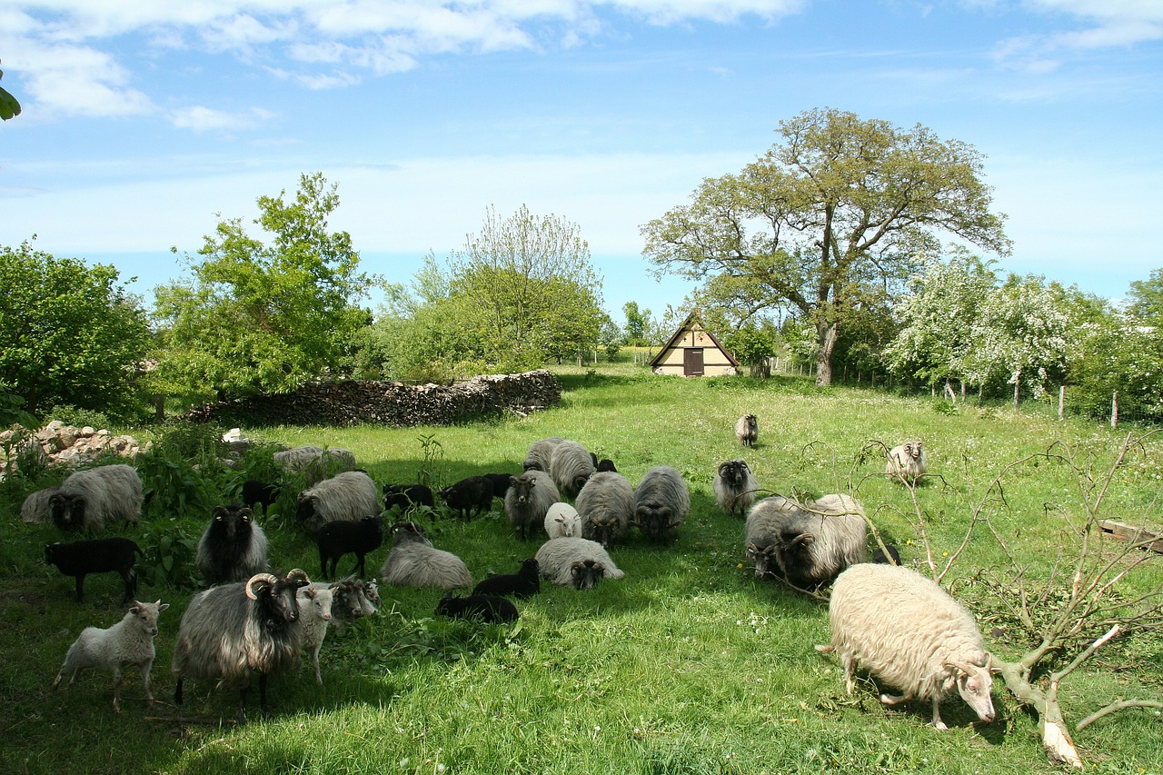 sheep pasture nature free photo