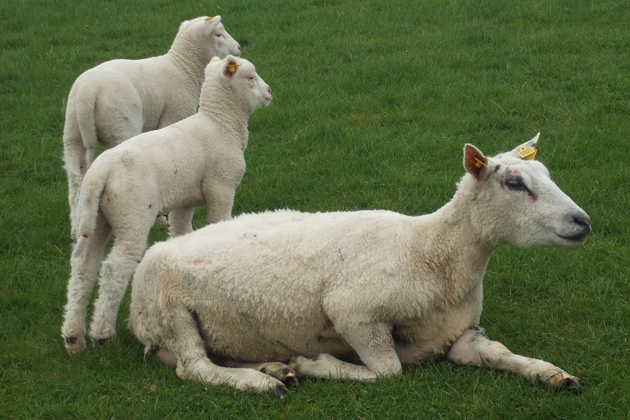 sheep lamb agriculture free photo