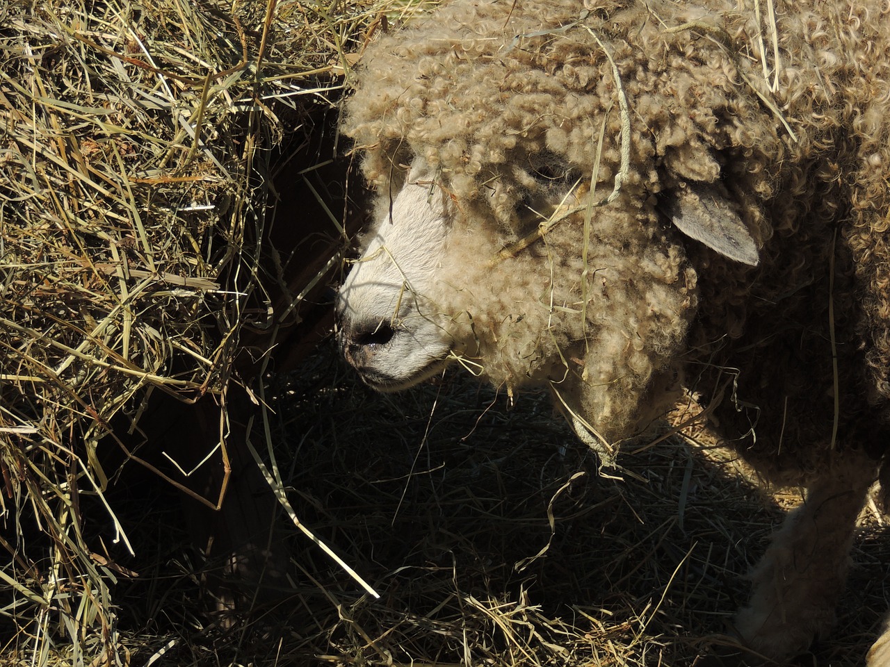 sheep farm wool free photo