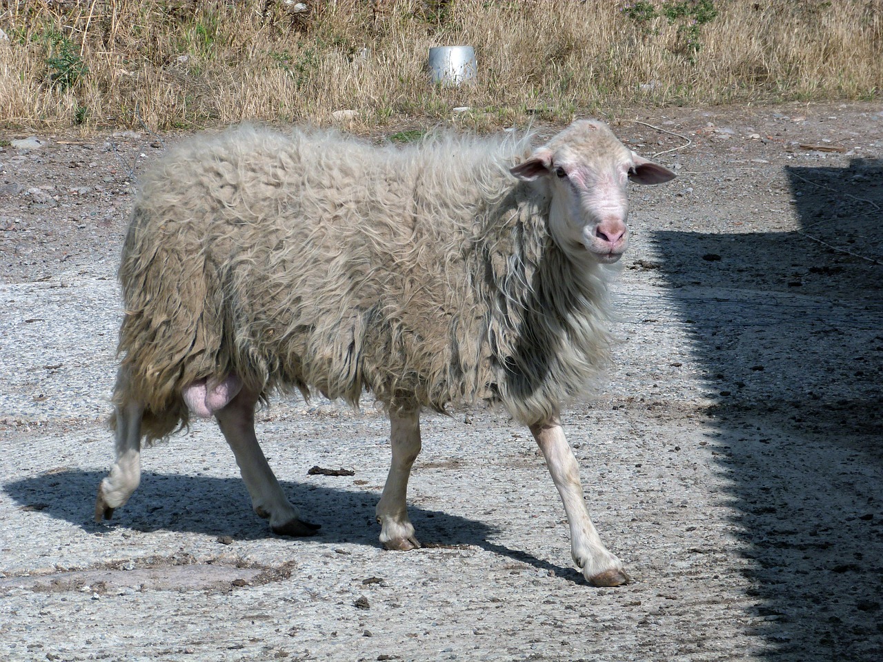 sheep sardinia flock free photo