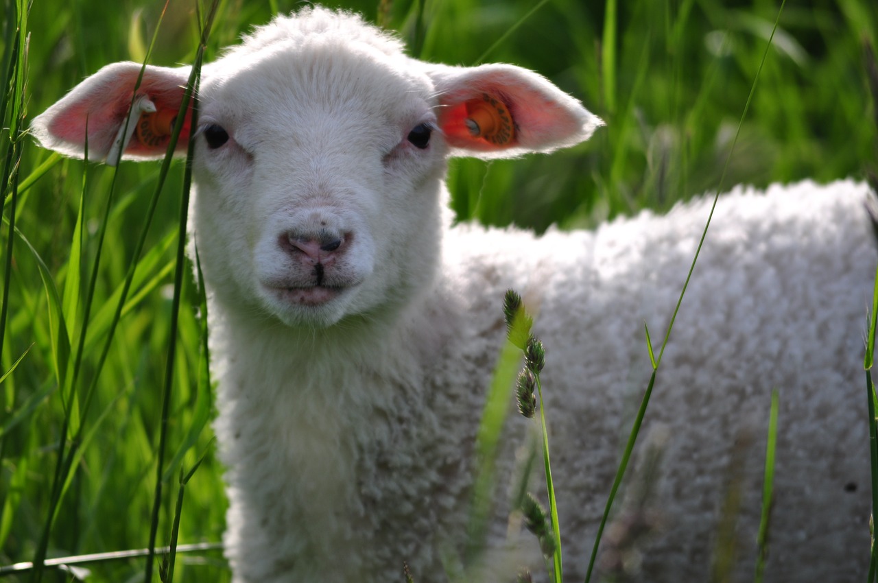 nature lamb sheep free photo