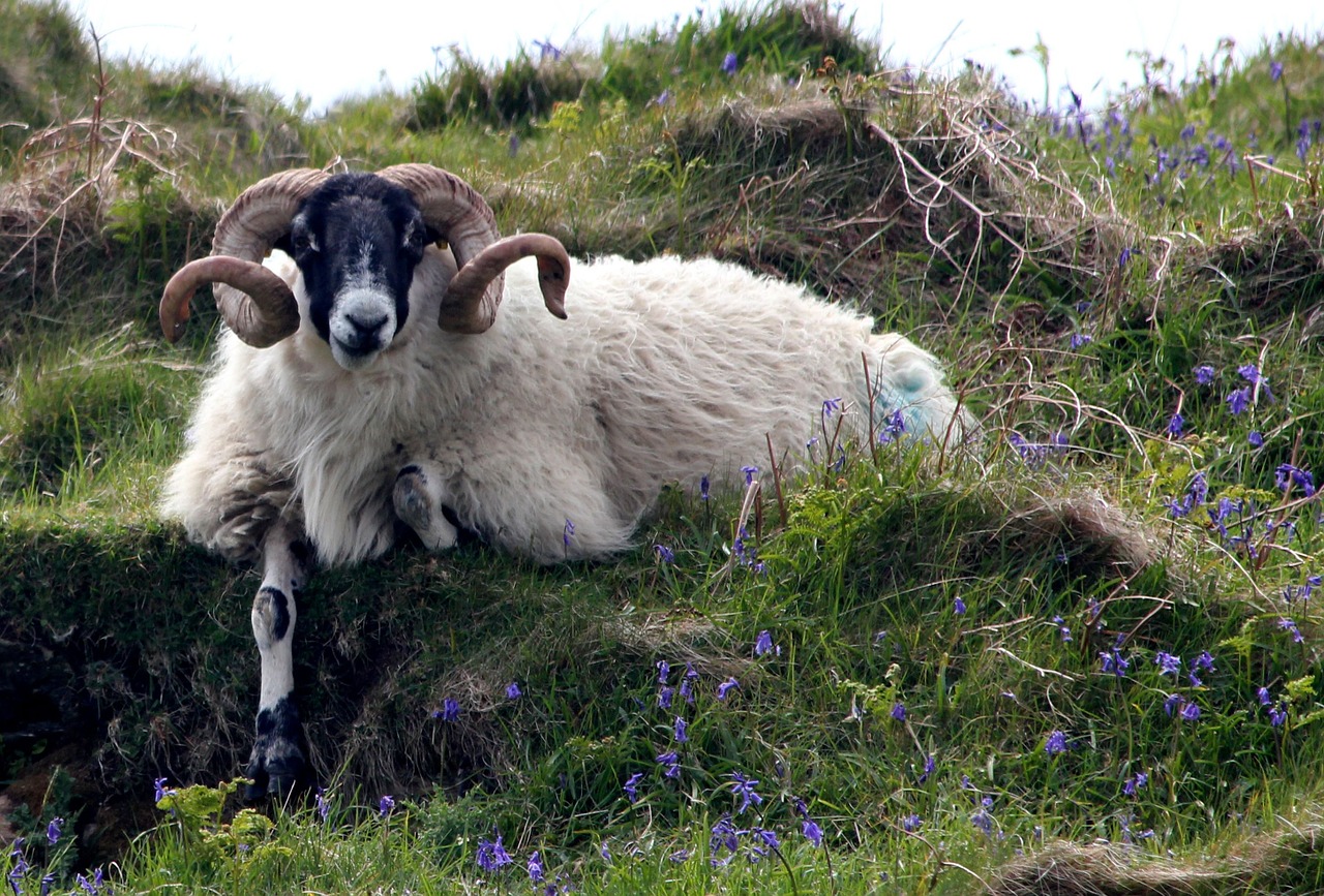 sheep ram bluebell free photo