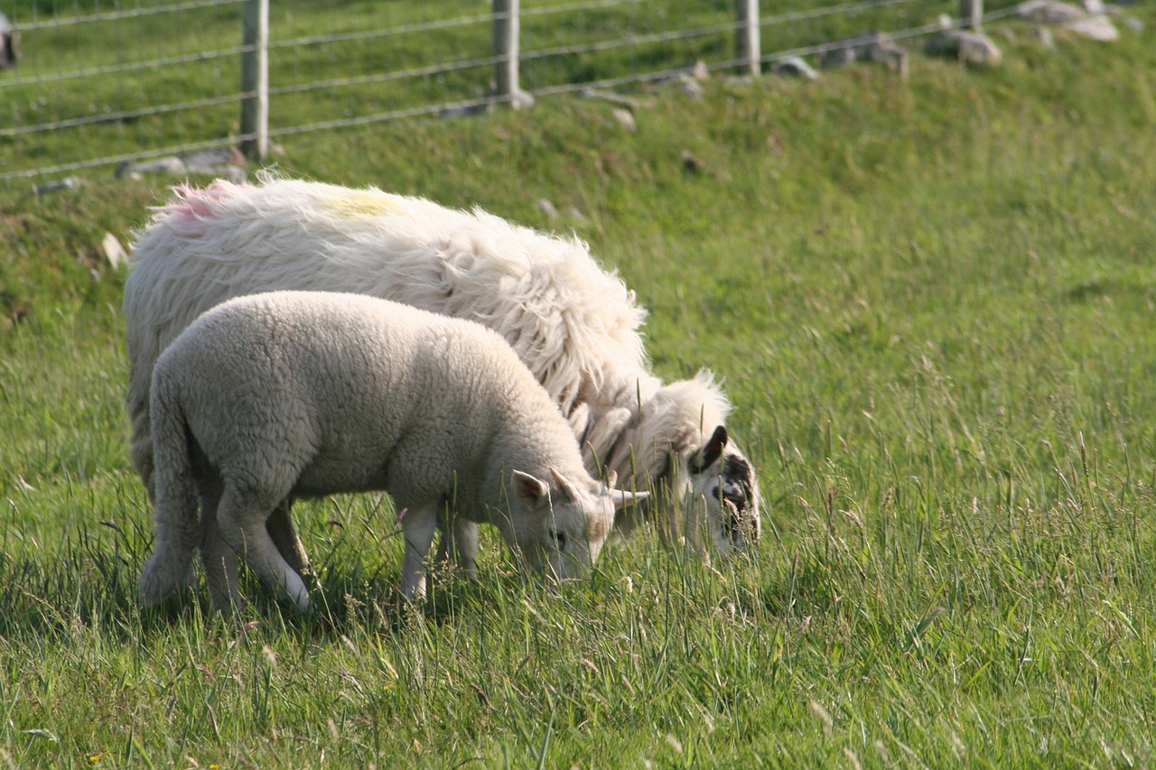 sheep lamb farm free photo