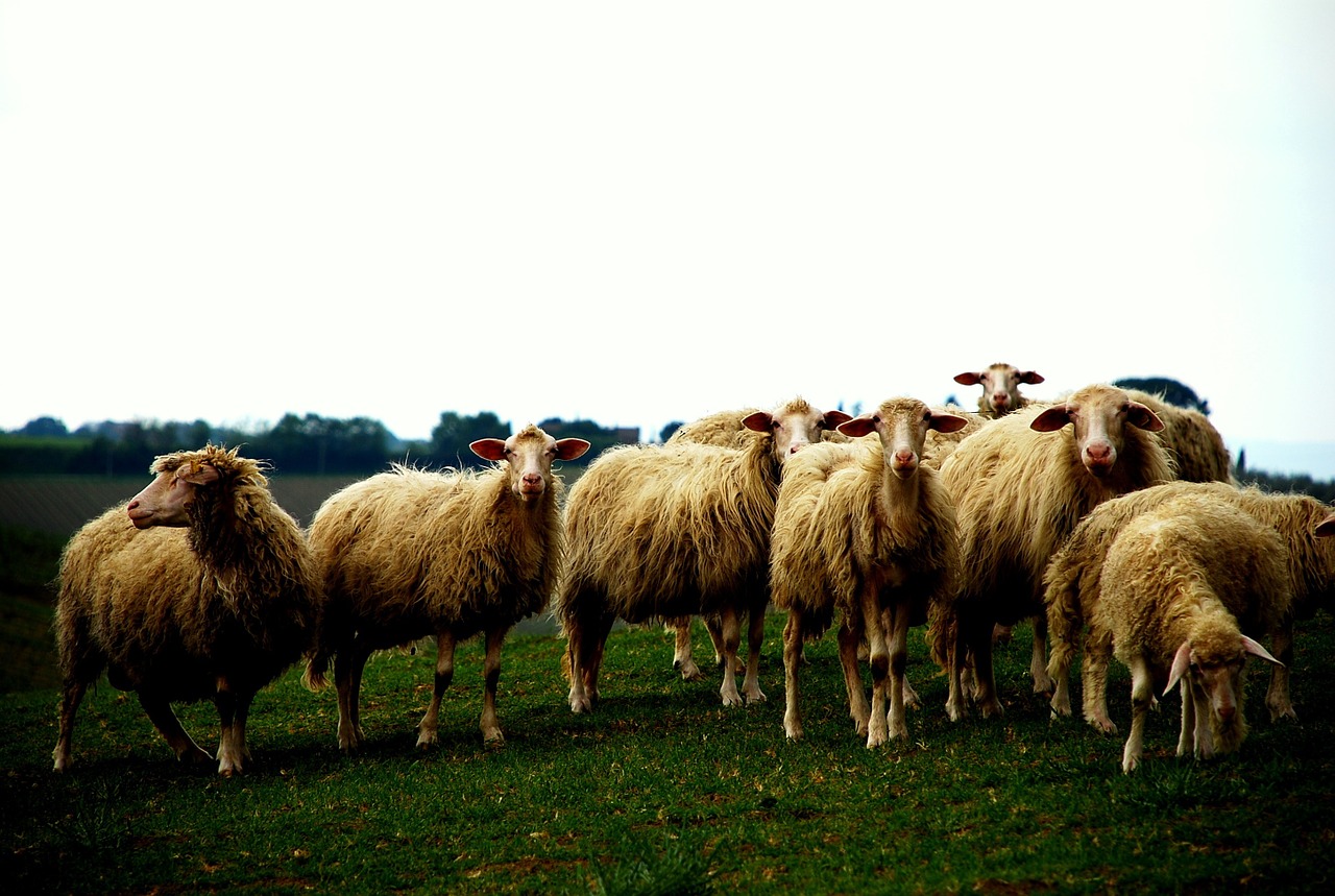 sheep meadow flock free photo