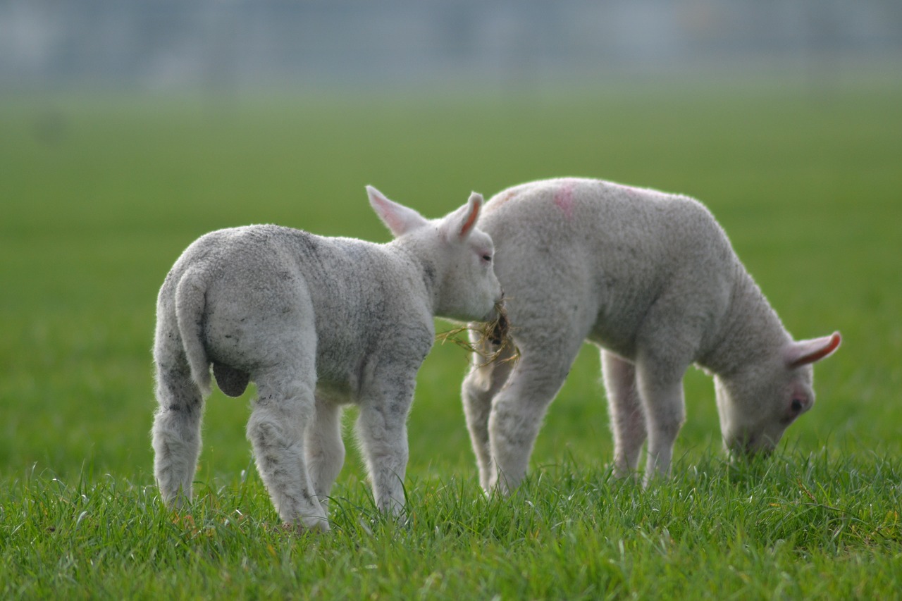 sheep lamb farm free photo