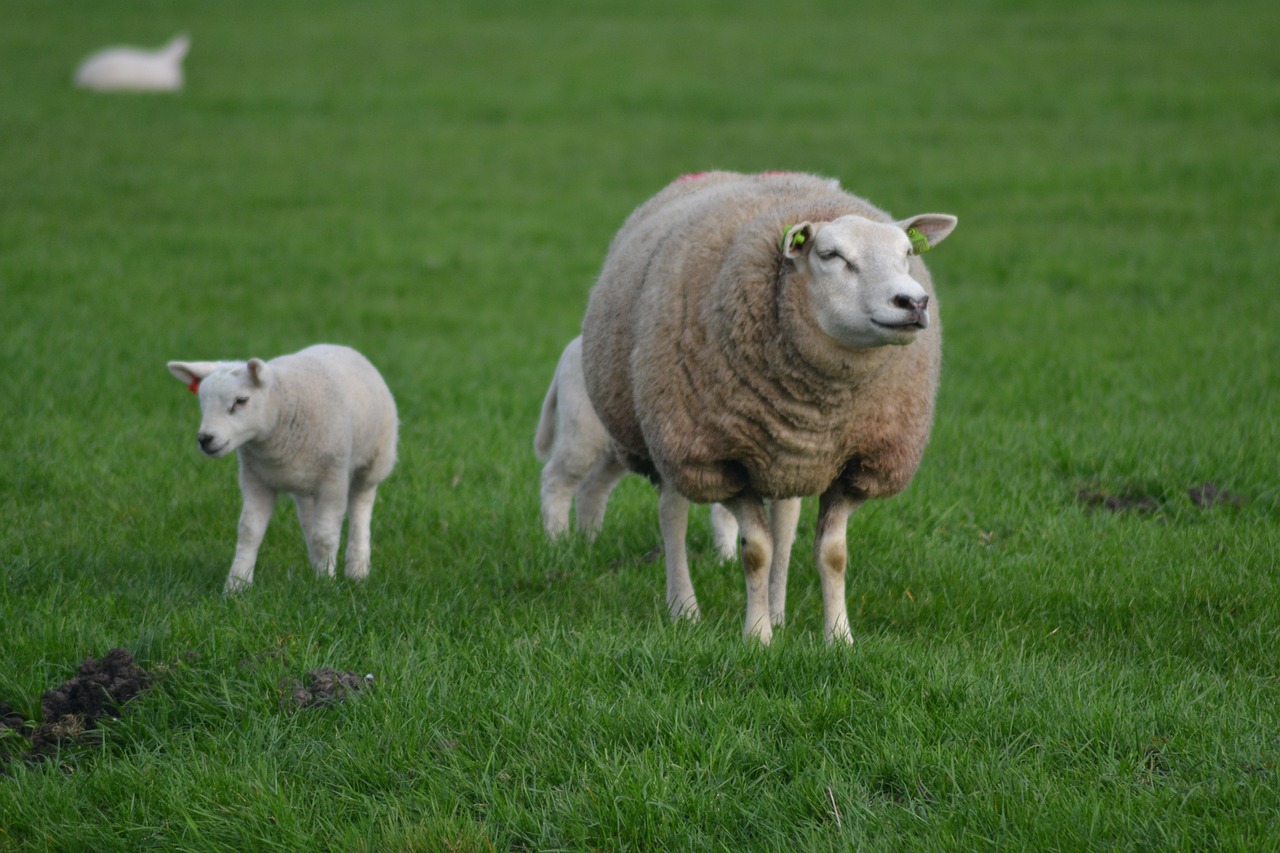 sheep lamb animal free photo