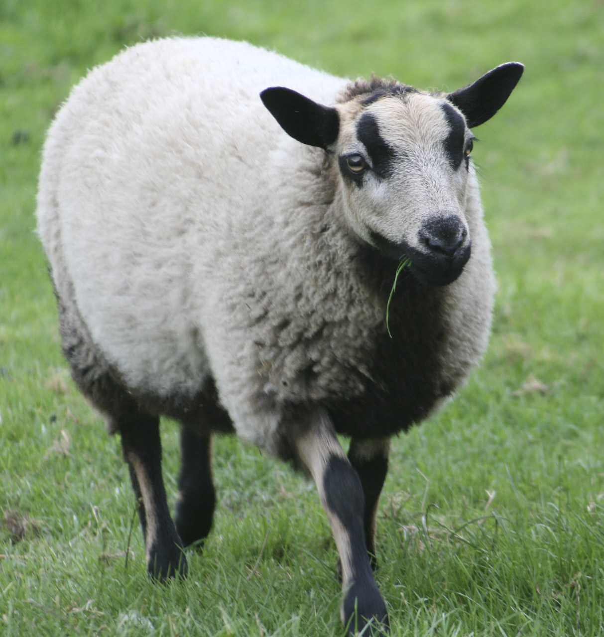 sheep farm animal free photo