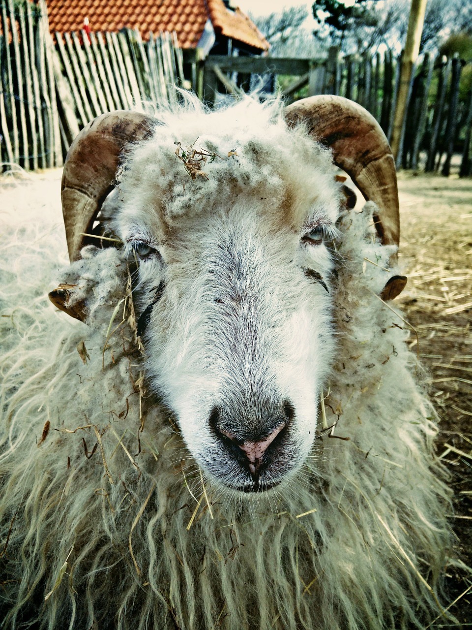 sheep farm spring free photo